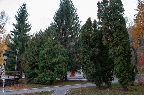 Fototapeta Naklejka Na Ścianę i Meble -  Pedestrian alley in a park area among tall green spruce trees in autumn evening