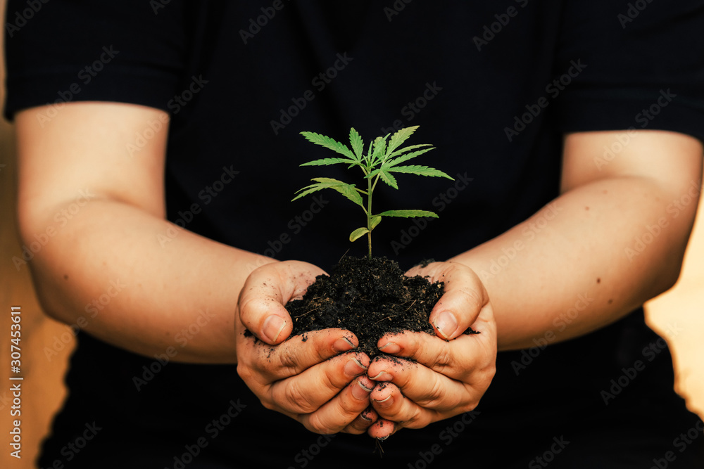 The second hand is carrying marijuana seedlings that will be pla The second hand is carrying marijuana seedlings that will be pla