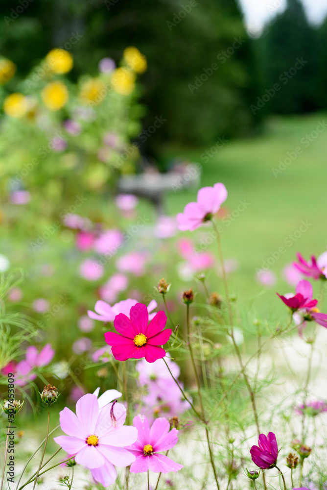 pink and purple flowers in a green meadow