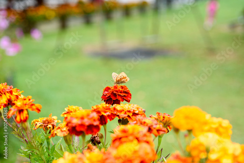 butterfly on a orange flowers