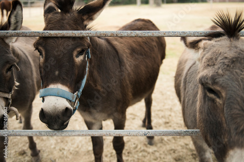 Close Up of Donkeys Standing at a Fence photo