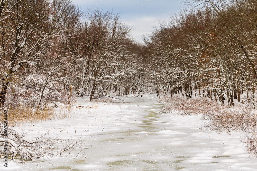 Wetland area framed by trees in winter Wetland area framed by trees in winter
