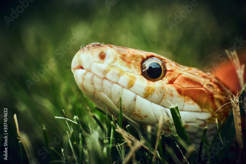 Fotografie Curious snake in the grass looking into camera