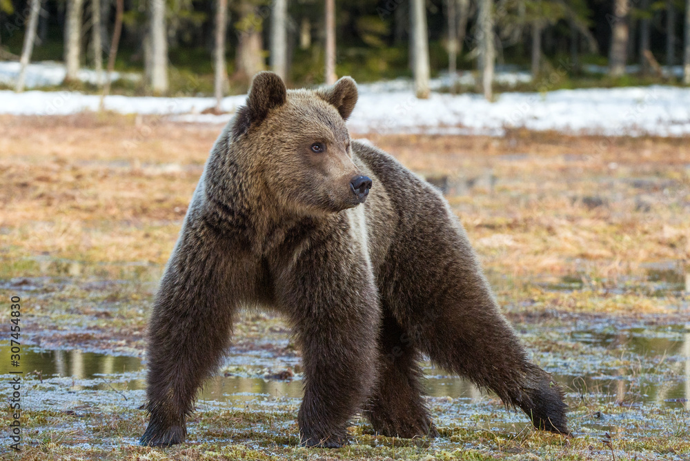 Fototapeta premium Wild Adult Brown Bear (Ursus arctos) on a bog in spring forest.