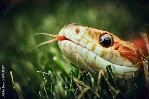 Curious snake in the grass looking in the camera with tongue out