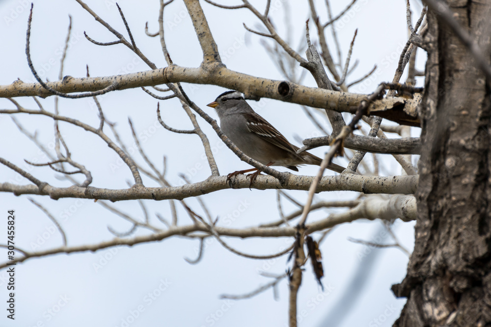 White-crowned Sparrow (Zonotrichia leucophrys) White-crowned Sparrow (Zonotrichia leucophrys)