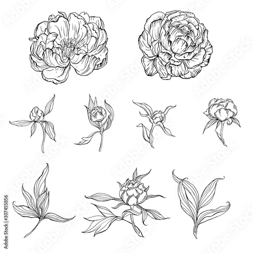 black and white contour flowers and Magnolia flower buds and leaves