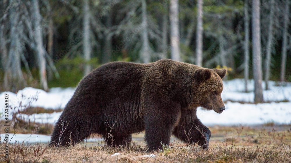 Wild Adult Brown Bear (Ursus arctos) on a bog in spring forest. Wild Adult Brown Bear (Ursus arctos) on a bog in spring forest.