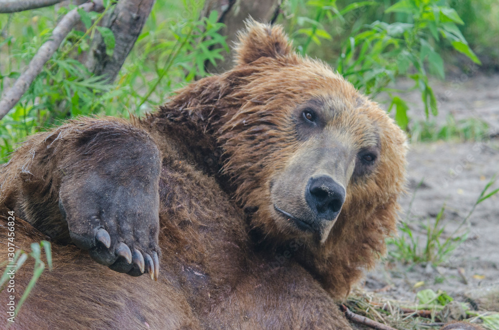 Brown bear - Kamchatka - Russia