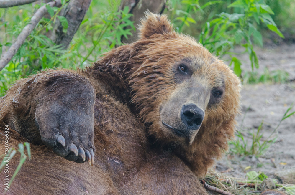 Fototapeta premium Brown bear - Kamchatka - Russia