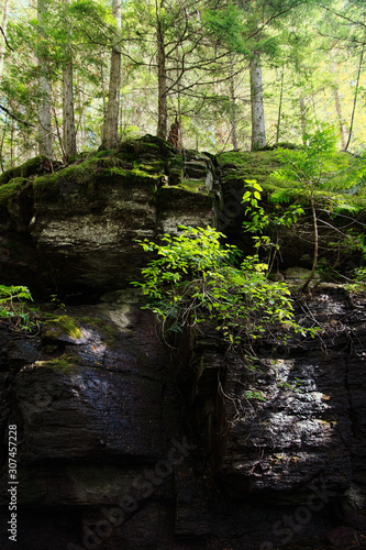 Sunlit trees and rocks near Avalanche Creek