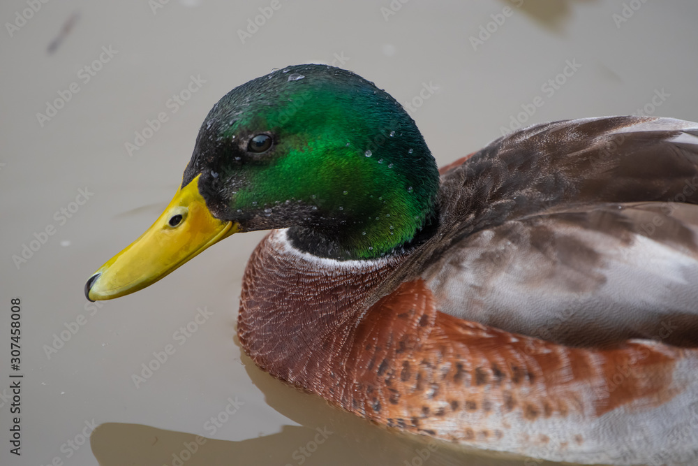 Obraz premium Mallard in the Russian River