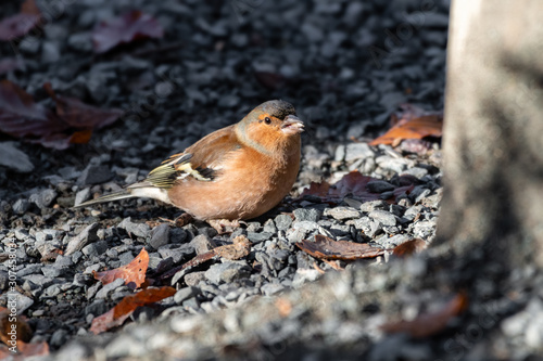 Male Chaffinch Resting on the Ground