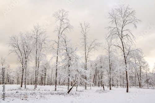 View to snowy trees in park in Sigulda on a December day in Latvia © Laura Kezbere