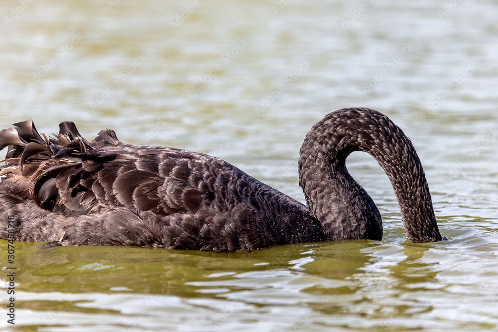 Fototapeta premium Beautiful black swan hiding head in the water in the lake