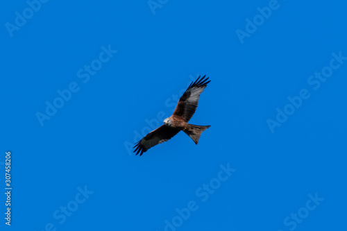 Majestic Red Kite in Flight