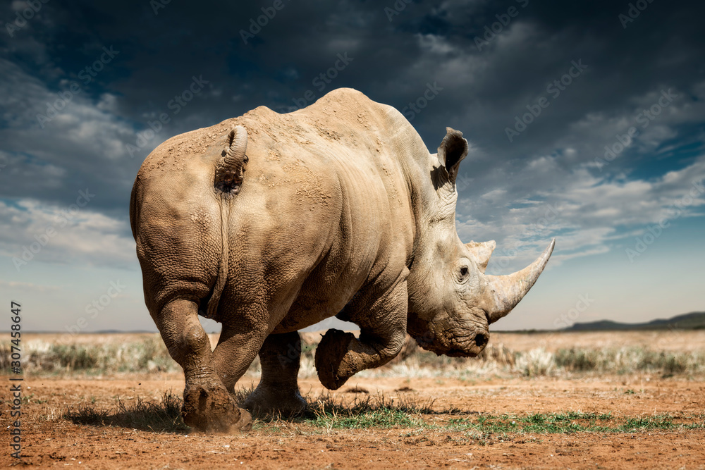 A white rhinoceros, Madikwe Game Reserve A white rhinoceros, Madikwe Game Reserve