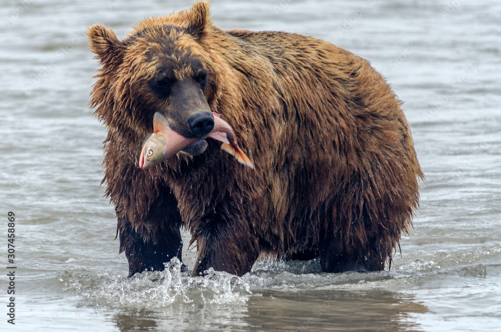 Brown bear and salmon