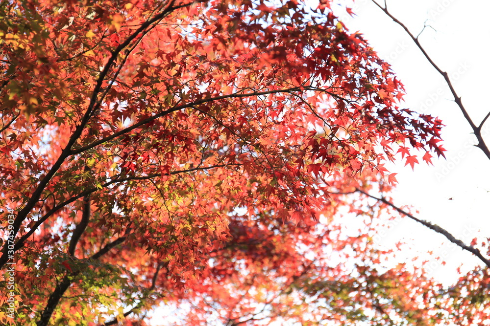 Autumn leaves of Nara Park in Japan Autumn leaves of Nara Park in Japan