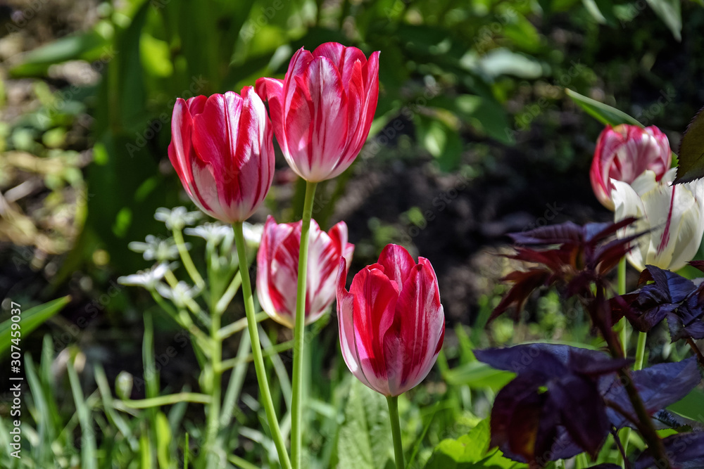 Spring flowers - variegated, multi-colored tulips in the garden. Close-up. Spring flowers - variegated, multi-colored tulips in the garden. Close-up.