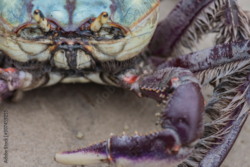 Colorful crab close-up in a mangrove of Superagui island photo