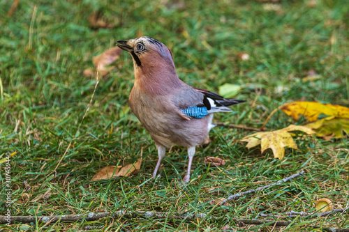 A colorful Eurasian jay stands on the green grass. A jay looks alert and with an open eye looks into the camera. Close-up. Autumn. Wild nature.