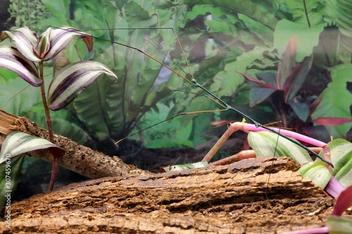 The stick insect Ramulus nematodes 