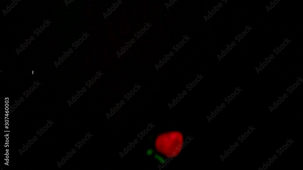 Strawberries Popping Up in Slow Motion Strawberries Popping Up in Slow Motion