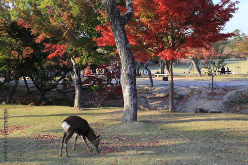 Nara Park in Nara Prefecture  Japan and the scenery of deer living in the park