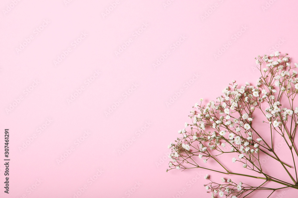 flowers on a colored background top view. Place for text. flowers on a colored background top view. Place for text.