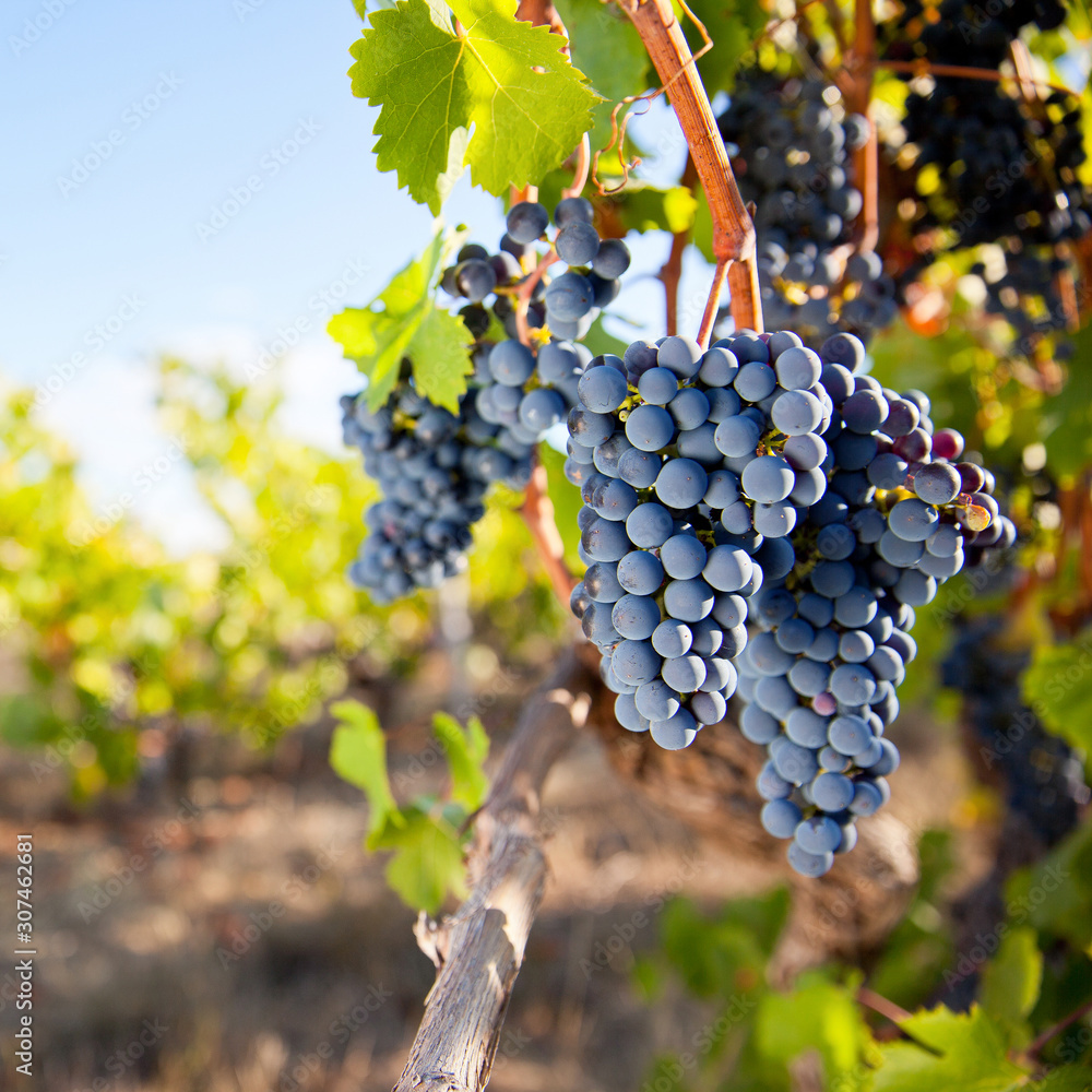 Fototapeta premium Raisin noir dans les vignes au soleil.