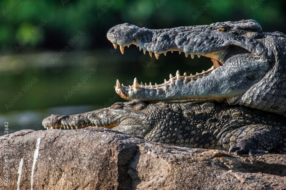 Fototapeta premium Mating Nile crocodile (Crocodylus niloticus). Two crocodiles with opened mouth
