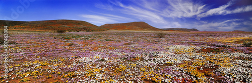 Namaqualand, Northern Cape photo