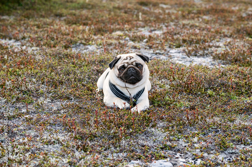 Pug looking at camera photo