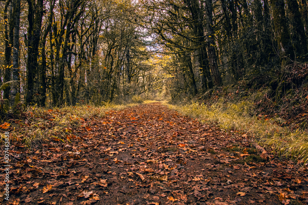 autumn in the forest autumn in the forest