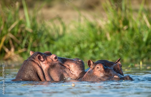 Hippopotamus in the water. The common hippopotamus (Hippopotamus amphibius)