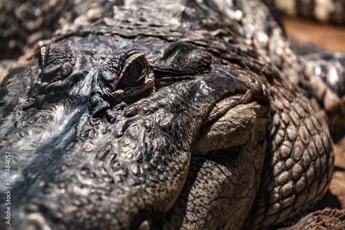 Crocodile looking at eating you. © Jean-Claude Caprara