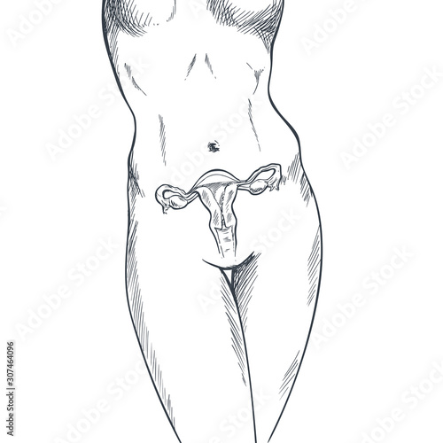 Female body with reproduction system, hand drawn
