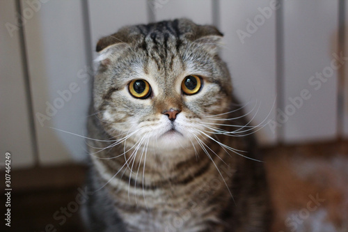 Картината върху платно scared cat striped Scottish fold