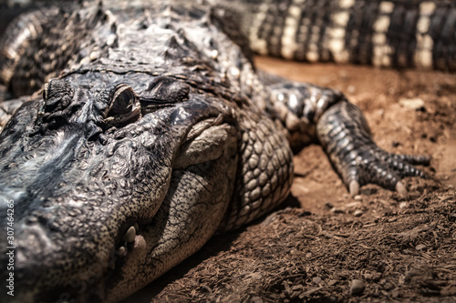Crocodile looking at eating you.