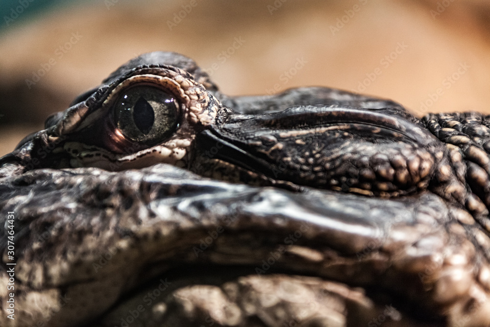 Crocodile looking at eating you. Crocodile looking at eating you.
