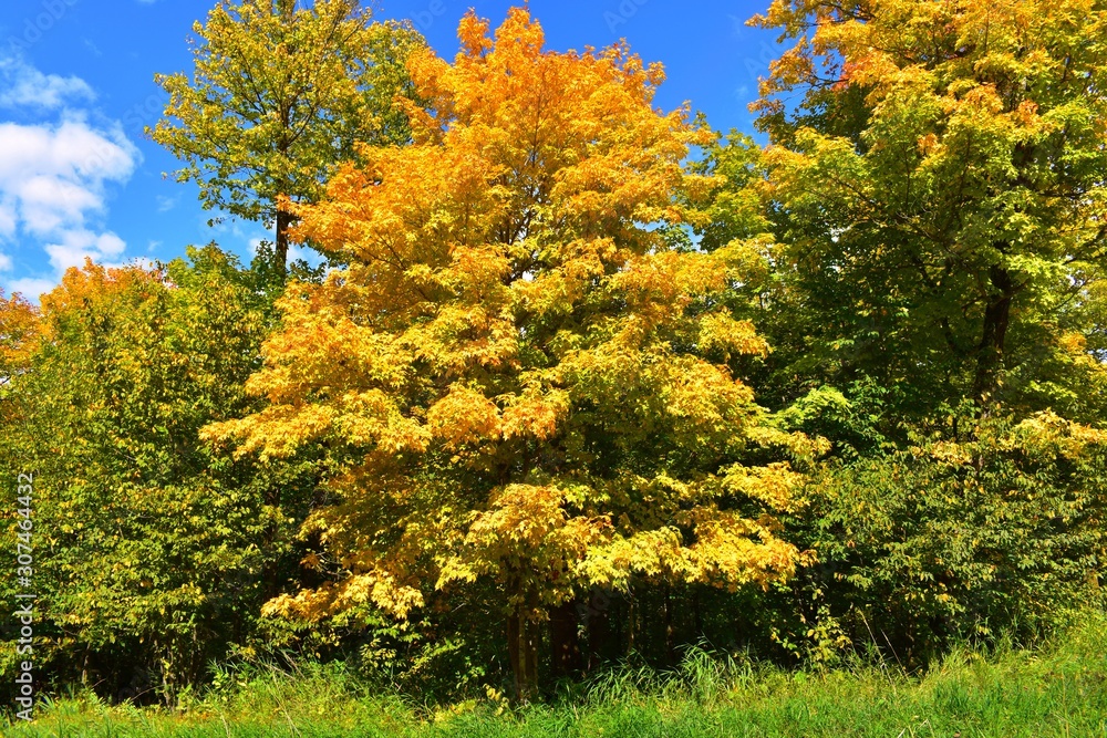 yellow and orange trees in autumn yellow and orange trees in autumn