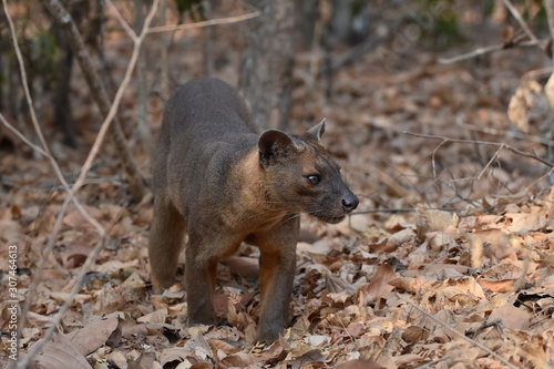 Photography Fossa in Kirindy Reserve, Madagascar