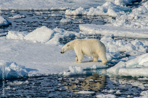 Polar Bear - Svalbard Islands - Norway