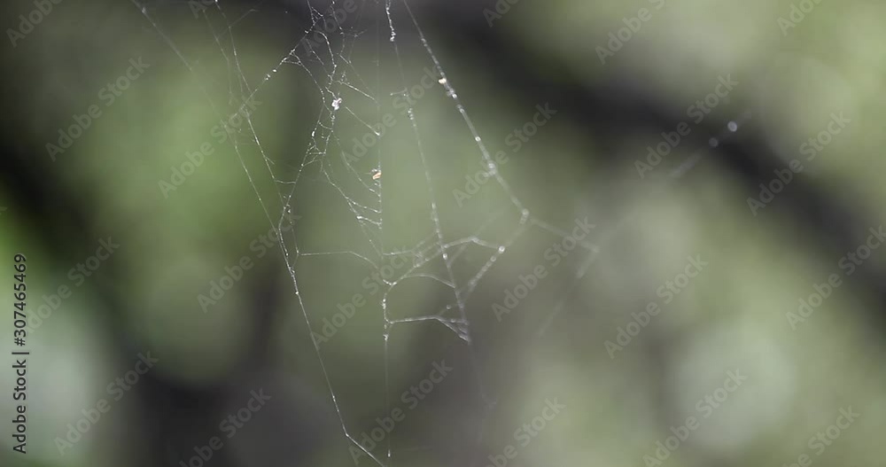 The spider web with dew drops. Abstract background The spider web with dew drops. Abstract background