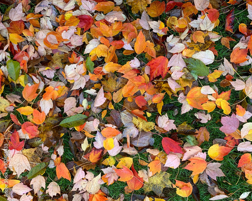 Flat lay dry orange fallen leaves on the ground in the autumn and winter. Background of colored wet autumnal maple leaves in a morning 