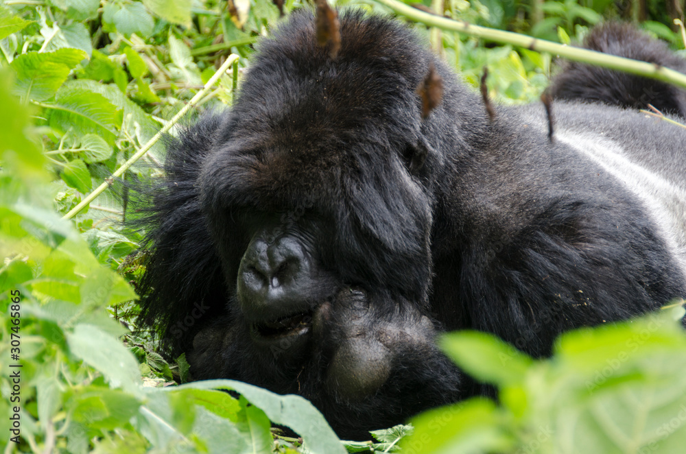 Silverback Gorilla 5 - Virunga Jungle - Volcanoes National Park - Rwanda Silverback Gorilla 5 - Virunga Jungle - Volcanoes National Park - Rwanda