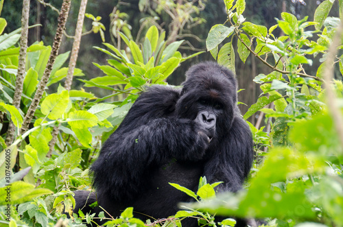 Silverback Gorilla 5 - Virunga Jungle - Volcanoes National Park - Rwanda