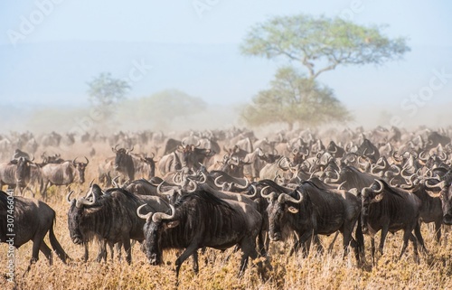 Wildebeest migration. The herd of migrating antelopes goes on dusty savanna. The wildebeests, also called gnus or wildebai, are a genus of antelopes, Connochaetes. © Uryadnikov Sergey