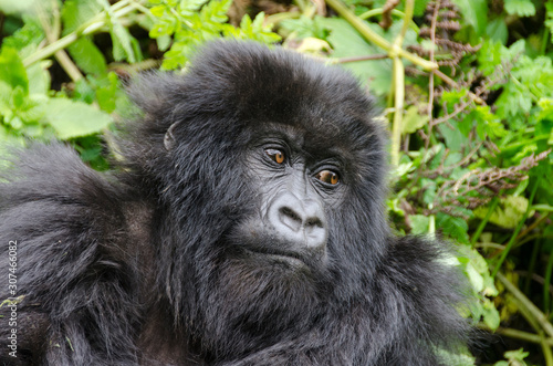 Silverback Gorilla 5 - Virunga Jungle - Volcanoes National Park - Rwanda